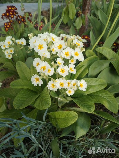 Рассада примула