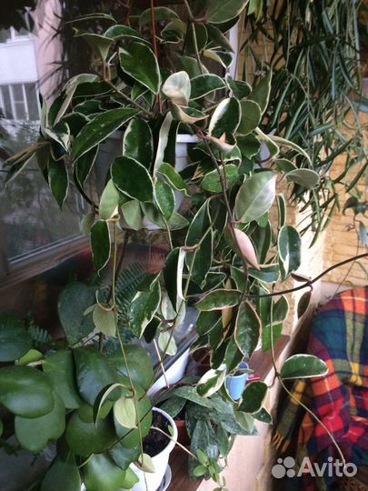 Хойя Кримсон Квин взрослое растение