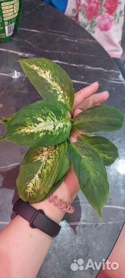 Дифенбахия