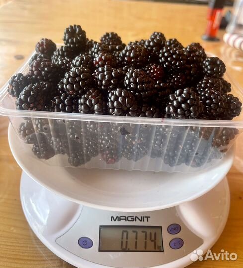 Ягода ежевика