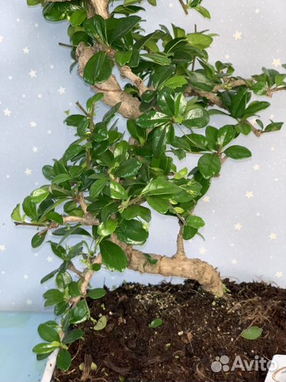 Бонсай Кармона Чайное Дерево 27/45см