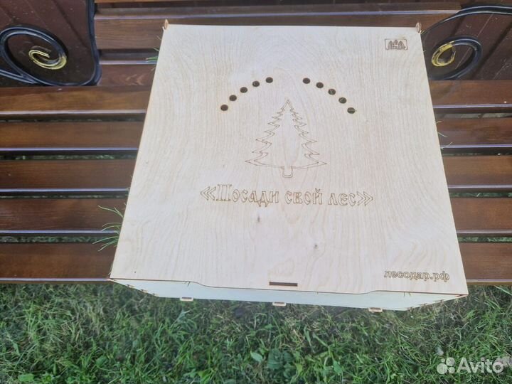 Сеянцы сосны зкс в розницу