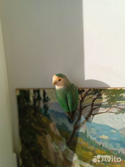 Попугай неразлучник