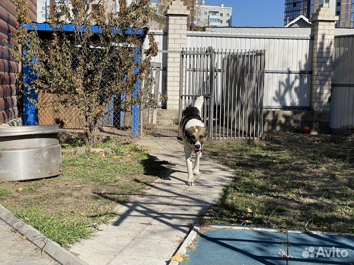 Отдам в добрые руки