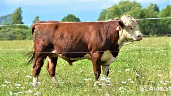 Электропастух комплект на 1 Га