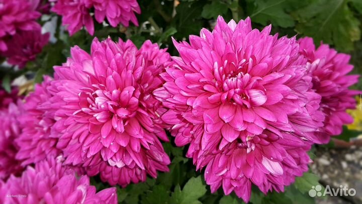 Хризантемы корейские и мультифлоры