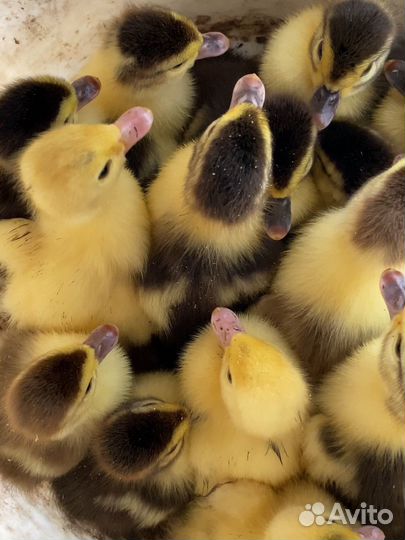 Утята индоутки