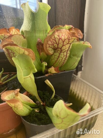 Хищные растения