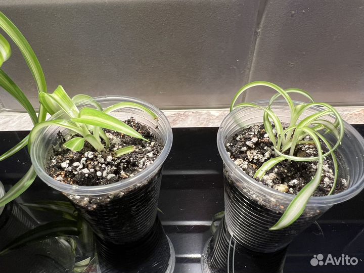 Хлорофитум кудрявый