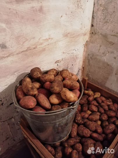 Картофель дачный (аэропорт)