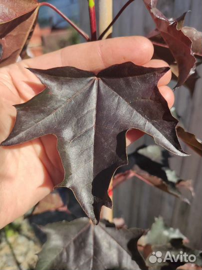 Клен Роял Ред и Кримсон Кинг