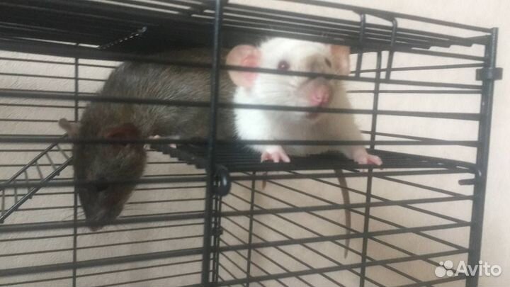 Крыса дамбо с клеткой
