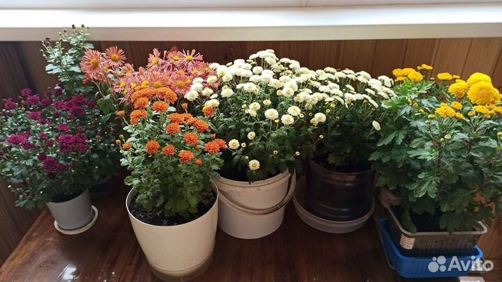 Хризантемы мультифлора