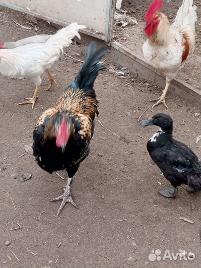 Молодые петушки