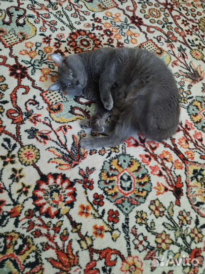 Отдам кота в добрые руки