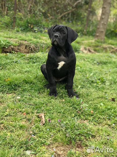 Щенки кане корсо