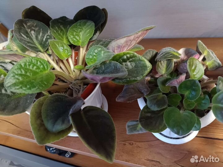 Фиалка в горшках