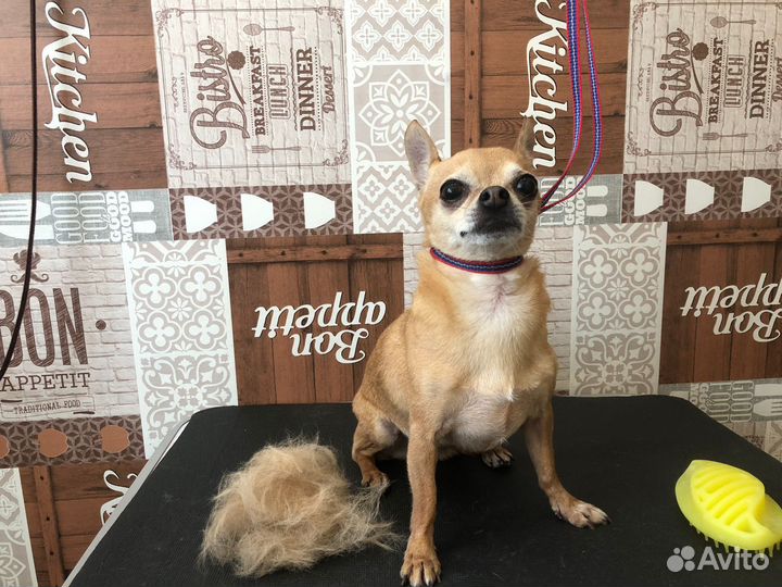 Груминг собак