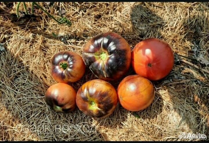 Семена коллекционных томатов-400сортов