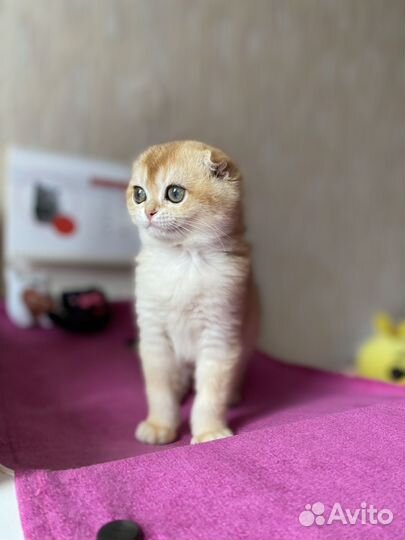 Золотая шиншилла девочка