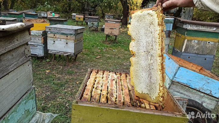 Мëд натуральный с собственной пасеки. На Авито мёд
