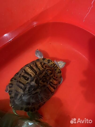 Красноухая черепаха