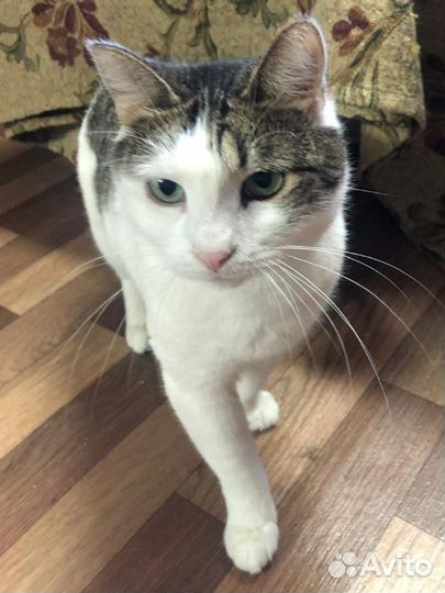 Кошечка 1,5 года
