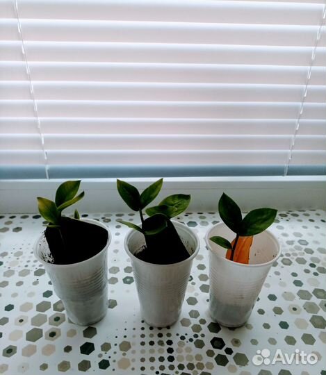 Замеокулькас