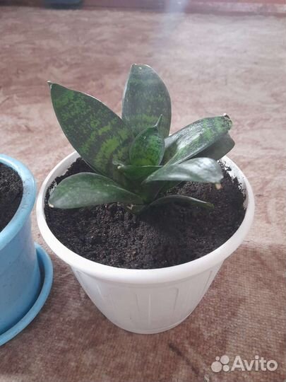 Комнатные цветы