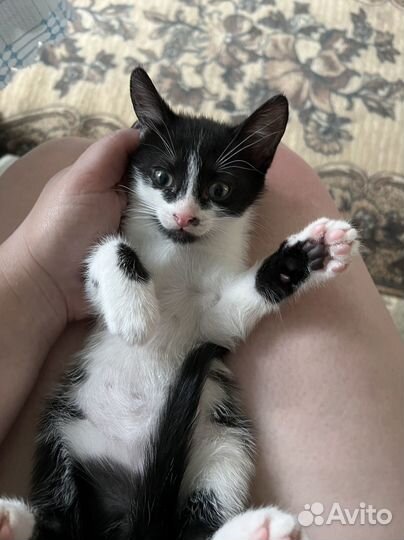 Котенок в дар