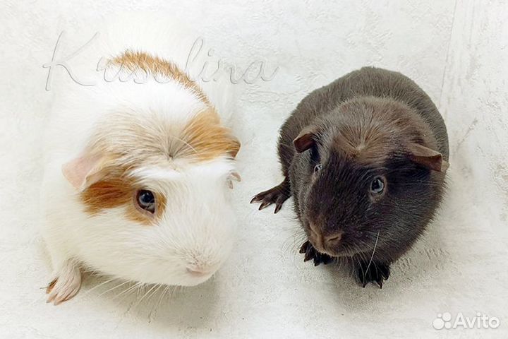 Две морские свинки вместе (самцы)