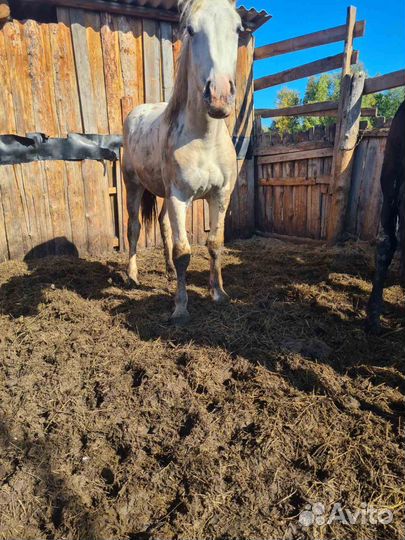 Лошади-жеребец, кобылки