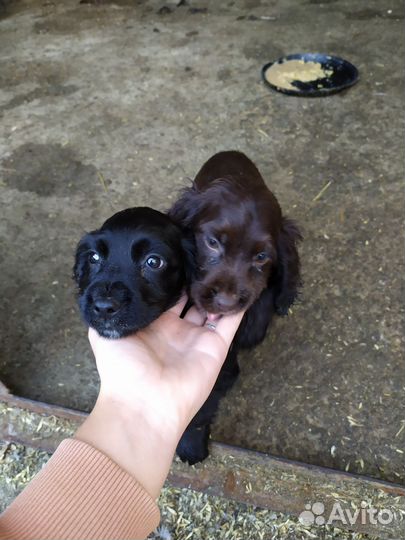 Русский охотничий спаниель щенки