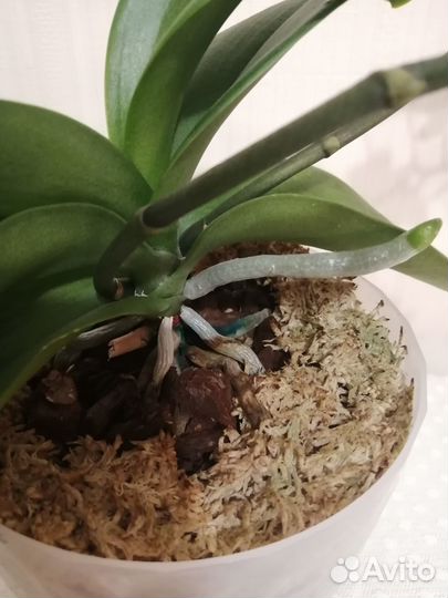 Орхидея Violet Queen цветущая