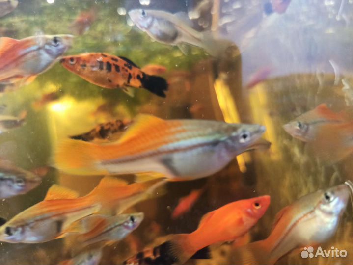 Меченосцы красно-прозрачные (радужные)