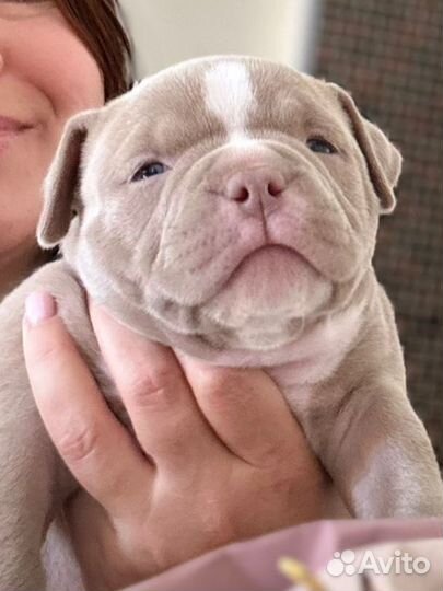 Американский булли