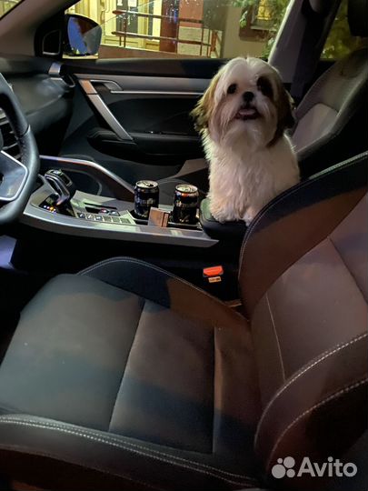 Щенки ши-тцу