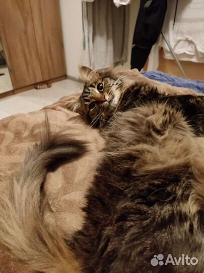 Ласковый кот в добрые руки