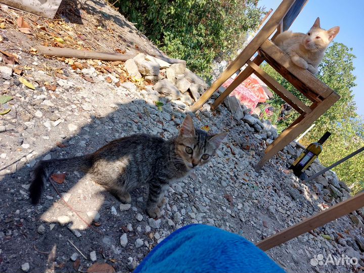 Котята в добрые руки мальчики