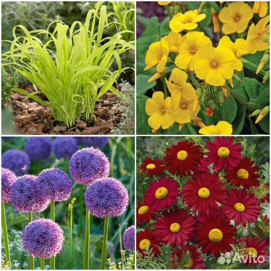 Кислица,Бор,Пиретрум,Лук декоративный семена