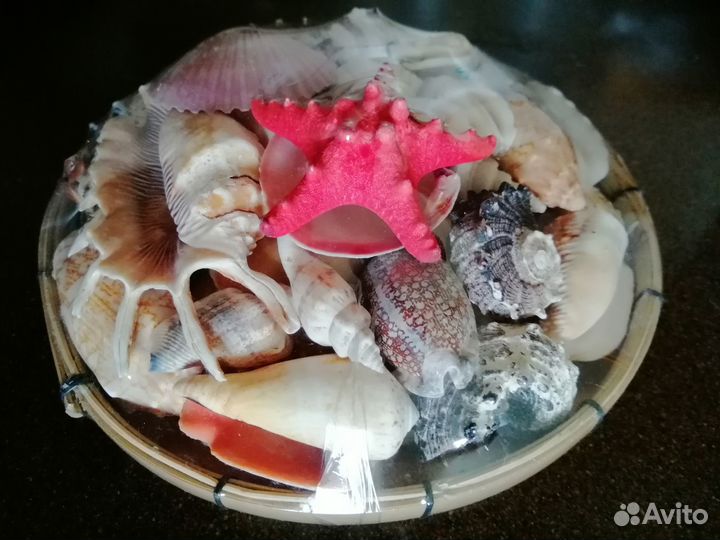 Морские ракушки раковины