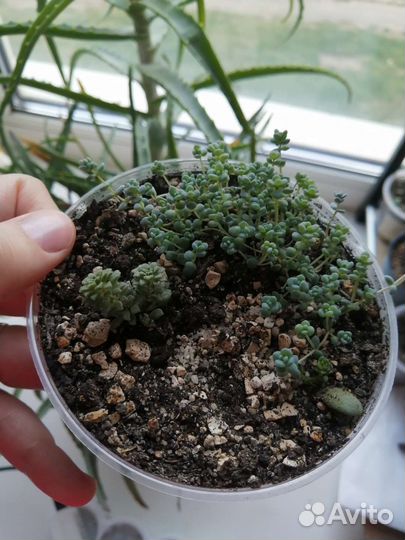 Суккуленты