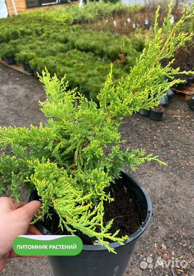 Можжевельник 