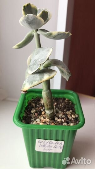 Суккуленты