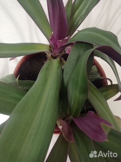 Традесканция Рео