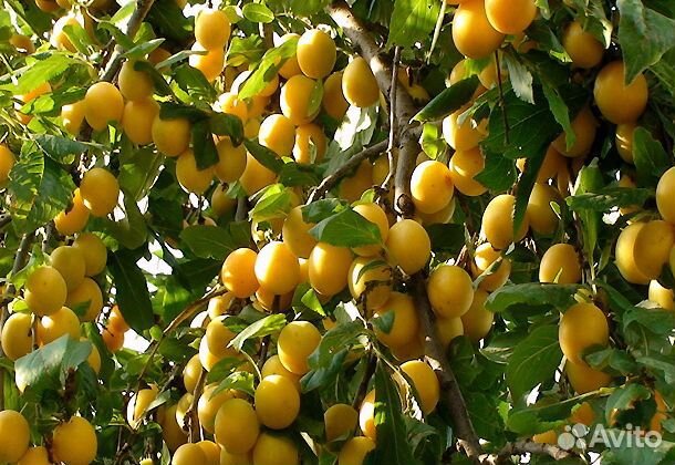 Алыча и саженцы, кусты, цветы