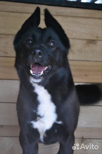 Метис лайки