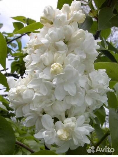 Сирень сортовая