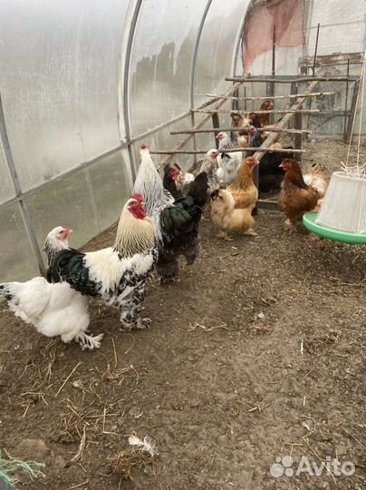 Инкубационное яйцо кур брама