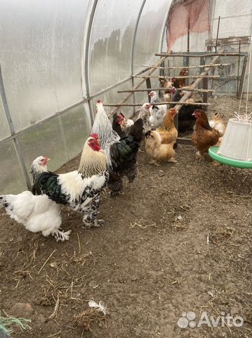 Инкубационное яйцо кур брама